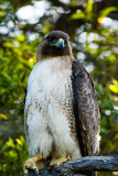 Red-tailed Hawk