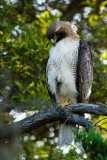 Red-tailed Hawk