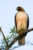 Red-tailed Hawk