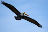 Brown Pelican