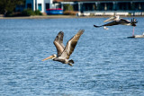 Brown Pelicans