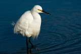 Snowy Egret