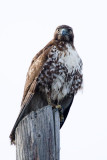 Red-tailed Hawk, juvenile