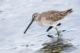 Dowitcher