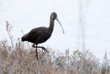 White-faced Ibis