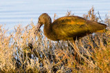 White-faced Ibis with catch
