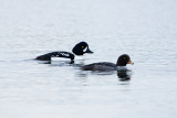 Barrows Goldeneyes