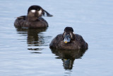 Surf Scoter