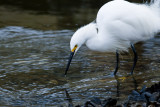 Snowy Egret