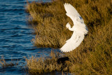 Snowy Egret landing next to White-faced Ibis