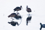 3 White-faced Ibises