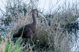 White-faced Ibis