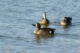 Blue-winged Teal