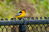 Bullocks Oriole