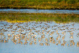 Western Sandpipers, Dunlin, and Dowitcher
