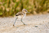 American Avocet chicks