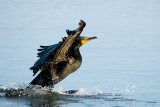 Double-crested Cormorant