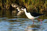 Black-necked Stilt and chicks