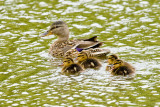 Mallard with ducklings