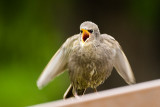 European Starling, juvenile