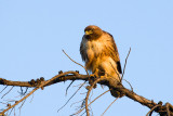 Red-tailed Hawk