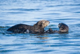 Sea Otters