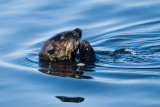 Sea Otter eating