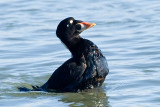 Surf Scoter with oil on chest