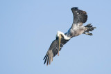 Brown Pelican