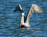 Brown Pelican