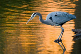 Great Blue Heron at sunset