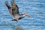 Brown Pelican