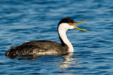 Western Grebe