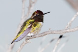 Annas Hummingbird