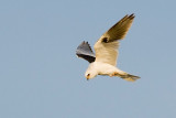 White-tailed Kite