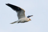White-tailed Kite with mouse