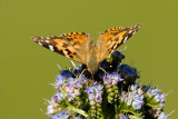 Painted Lady Butterfly