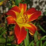 REDyellow daylily.jpg
