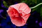 Around our yard, after a rain