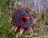 Aseroe Rubra ( Anomone Fungus)