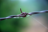 BARBED WIRE ~ WEB ~ DEW