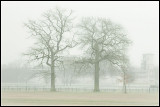 Two Trees and a Racecourse