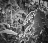 25 August - Rain! and Sun!