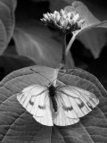 27 August - Butterfly