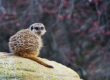 London Zoo