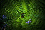 Fern centre