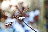 Frozen seed head