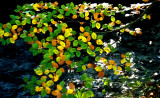 Colourful leaves
