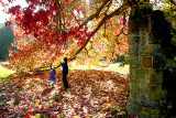 Maple colours