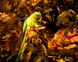 A Parakeet for Cazi!